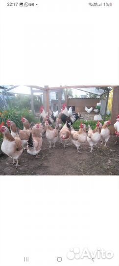 Загорская лососевая