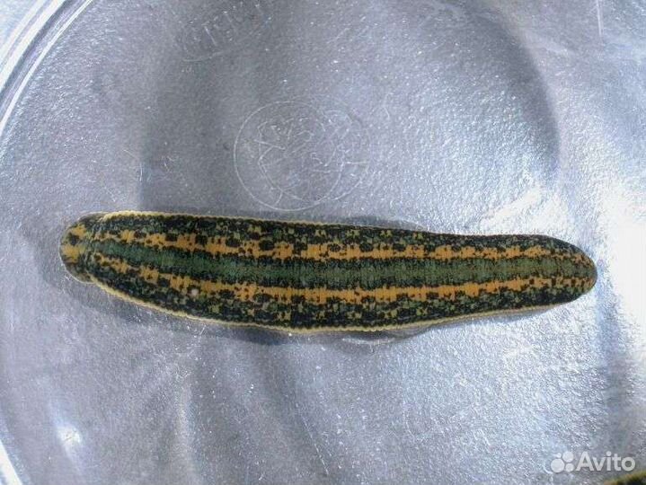 Продам пиявки