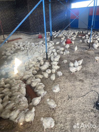 Бройлеры живым весом корнишоны 1,5 кг