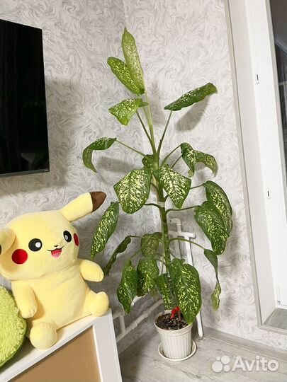 Диффенбахия