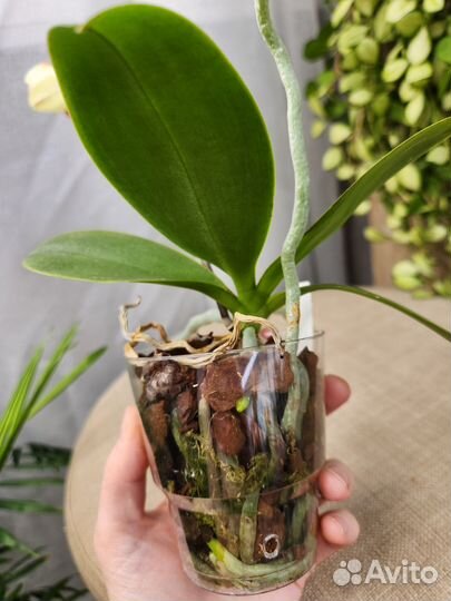 Орхидея фаленопсис бабочка Moon Lake