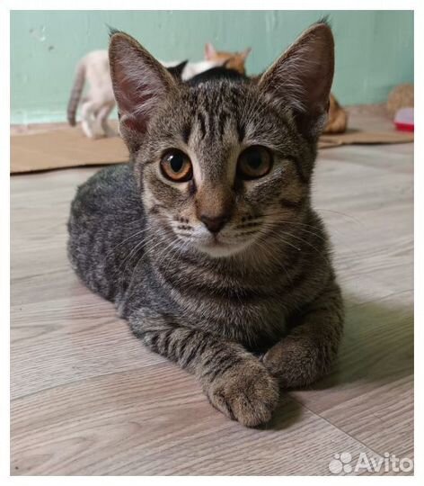 Отдаем в добрые руки