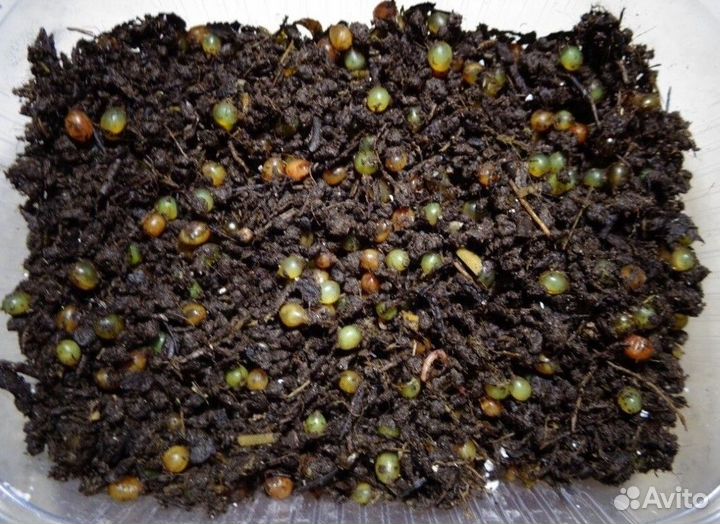 Червь дендробена