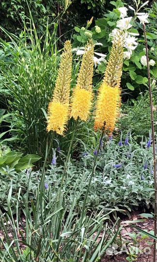 Многолетники-вербена бонарская,эхинацея,анемона