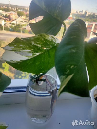 Монстера альба