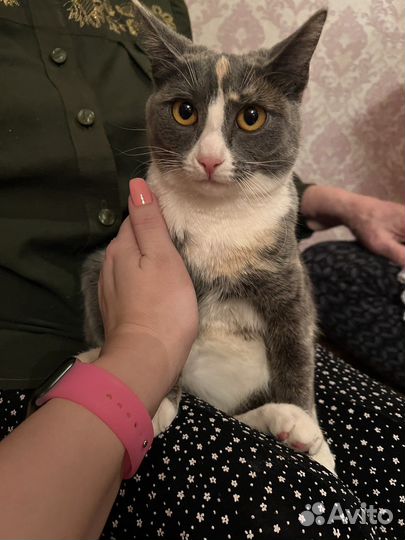 Кошки бесплатно