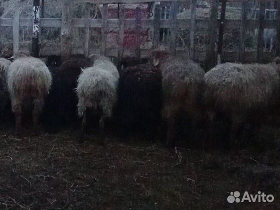 Овцы