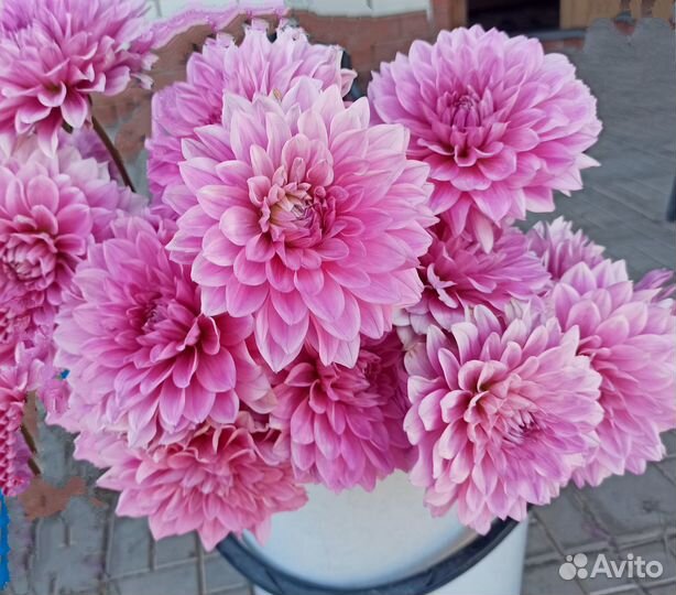 Георгины срезка и клубни