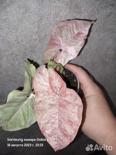 Сингониум Pink spot marble double var