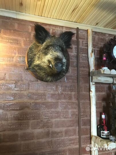 Чучело головы кабана