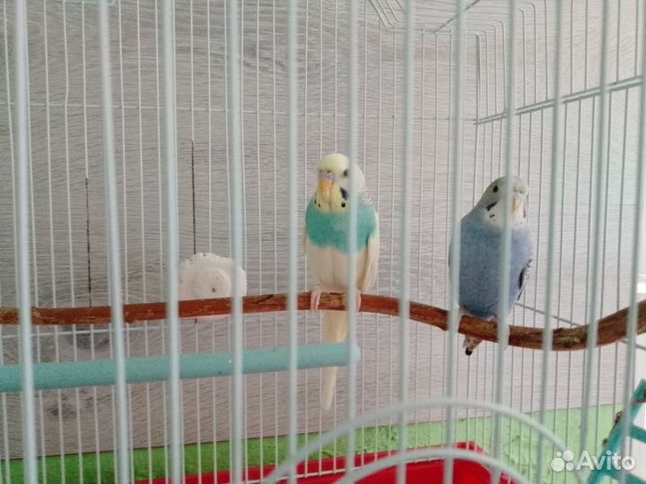 Волнистый попугай