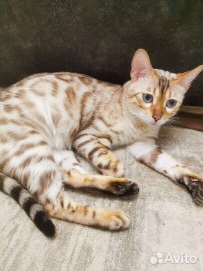 Бенгальские котята