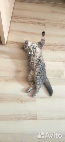 Кошка в добрые руки бесплатно