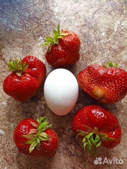 Рассада клубники Гигантела Максим