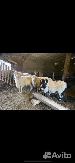 Курдючные бараны