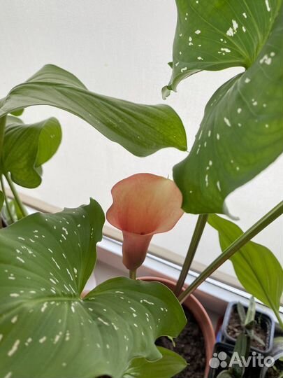 Калла клубни разные