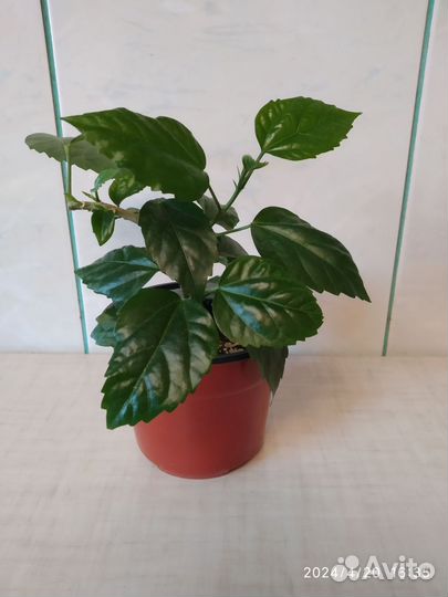 Гибискус китайская роза