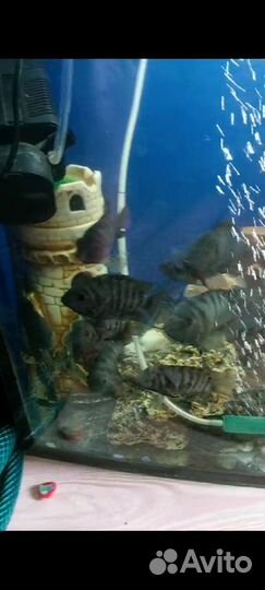 Аквариум на 250 лт