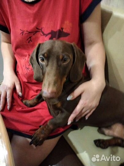 Такса на вязку