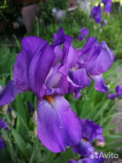 Ирисы