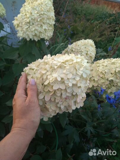 Гортензии срезка