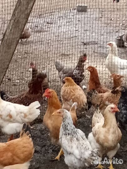 Куры молодки