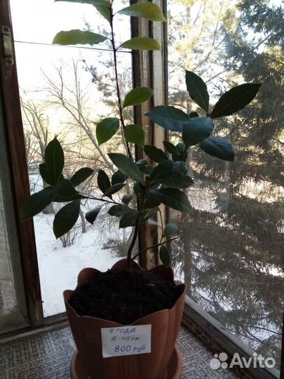 Лавр благородный