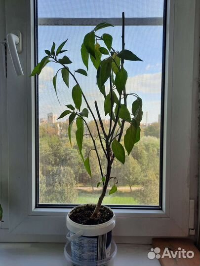 Большой куст перца чили урожайный