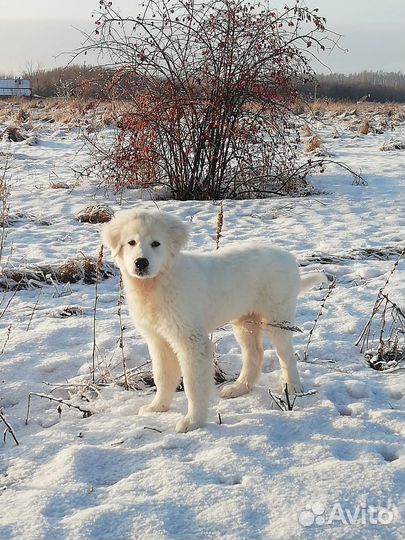 Щенки маремма