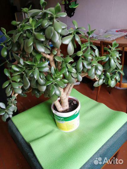 Толстянка-денежное дерево 1500руб