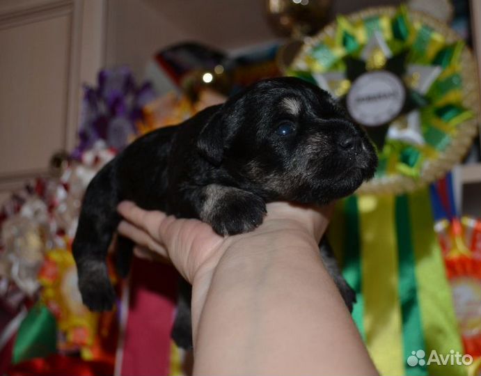 Щенки цвергшнауцера