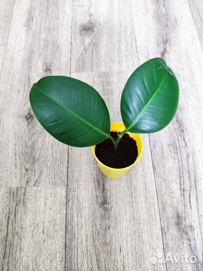 Фикус каучуковый / Хамедорея / традесканция