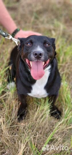 Коротколапый Веня в добрые руки