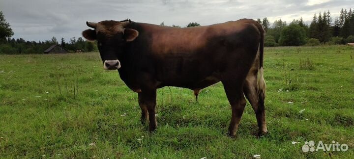 Джерсейский бык