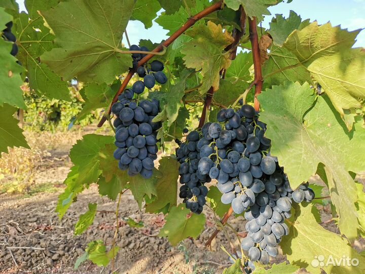 Продаю виноград сорт Молдова