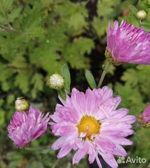 Хризантема