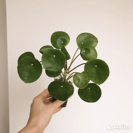 Пилея пеперомиевидная