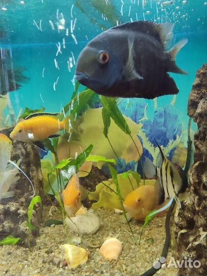 Северум красноплечий