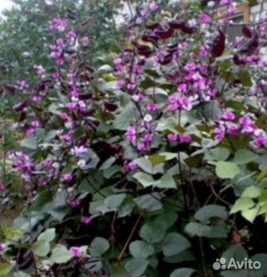 Семена декоративной фасоли Пурпурный Долихос