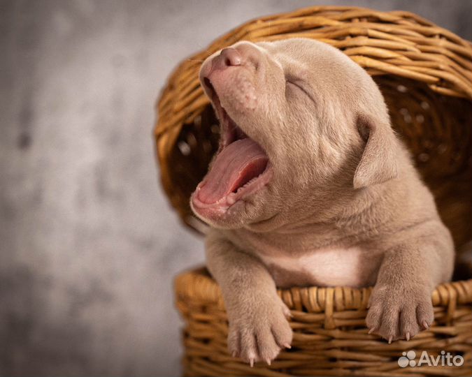 Фотограф анималист (щенки, котята ), фото животных