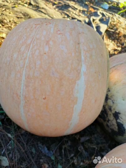 Тыква сладкая едовая и на семечки