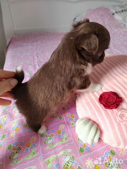 Шикарная малышка чихуахуа Шанель