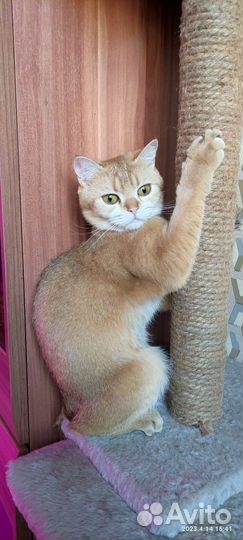 Кошка шотландская в разведение