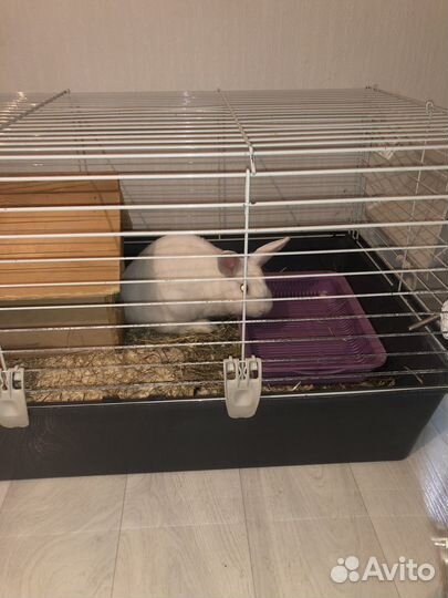 Продам кролика