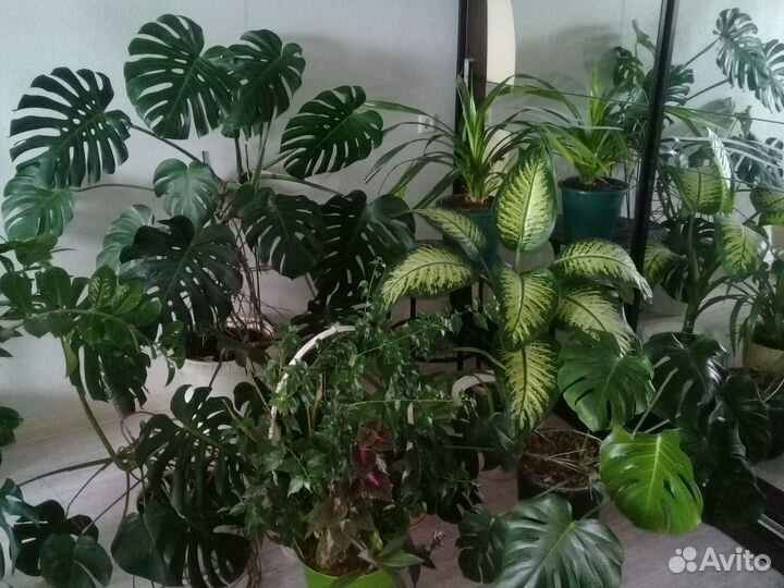 Растения для офисов и кафе, озеленение помещений