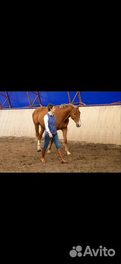 Тракененская лошадь (мерин )