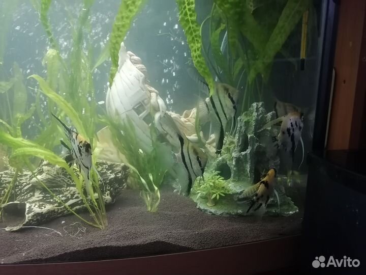 Аквариум 170л