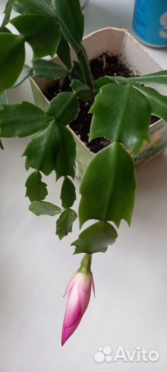 Декабрист шлюмбергера