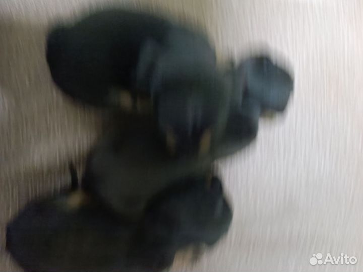 Собаки