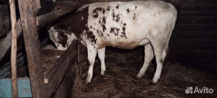 Тёлка айширка